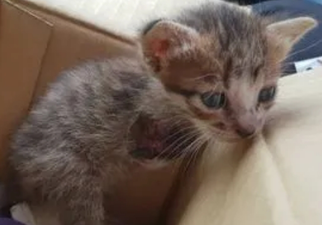 小猫多大断奶