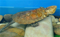 平胸龟属于国家几级