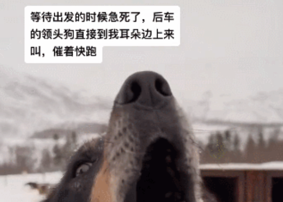 笑死!雪橇犬车队堵车,前面的狗骂街,后面的狗内讧,场面一度大混乱哈哈哈 笑死!雪橇犬车队堵车,前面的狗骂街,后面的狗内讧,场面一度大混乱哈哈哈