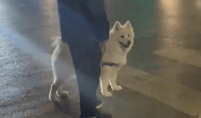 网友想摸萨摩耶被主人拒绝，狗狗却和主人吵起来：你为啥拒绝！