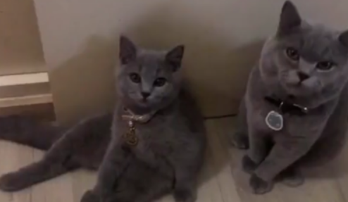 给闺蜜家放了一只小奶猫,三个月后她抱来“双胞胎”来家里做客! 给闺蜜家放了一只小奶猫,三个月后她抱来“双胞胎”来家里做客!