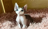 德文卷毛猫寿命多长