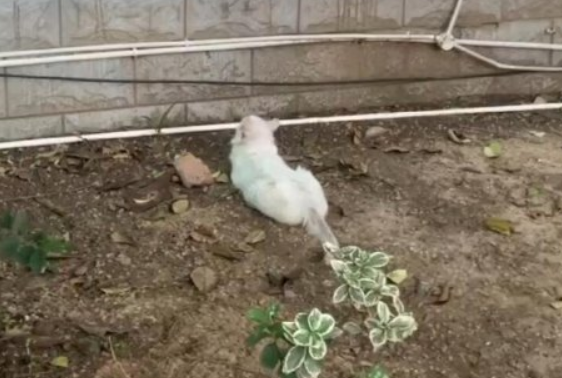 受伤流浪小猫赖消防队3个月大变样 还混上“编制” 受伤流浪小猫赖消防队3个月大变样 还混上“编制”
