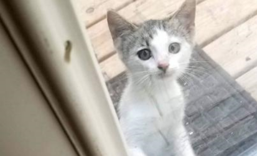 小奶猫主动出击，只要肚子饿了，就会跑到网友家来要吃的！