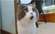 用鞭炮炸死猫