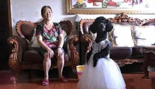 大妈训练泰迪直立行走, 穿着裙子像个小公主, 却被网友怒骂！