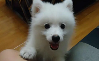 银狐犬一天喂几次