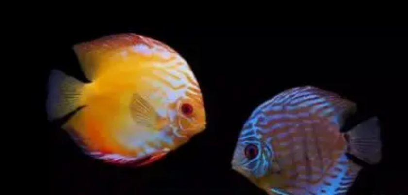 七彩鱼苗喂什么鱼食最好