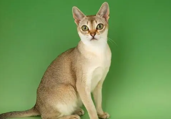 养不大的猫咪品种