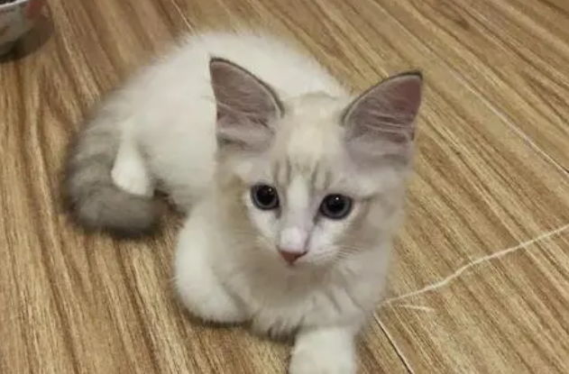 串串布偶猫多少钱一只 图片 串串布偶猫多少钱一只 图片