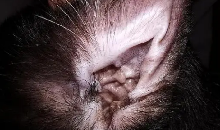 小猫耳朵里有很多黑色的东西怎么办 小猫耳朵里有很多黑色的东西怎么办