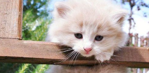 女子将猫咪寄养在宠物店，三天后，老板：赶紧接走你家猫