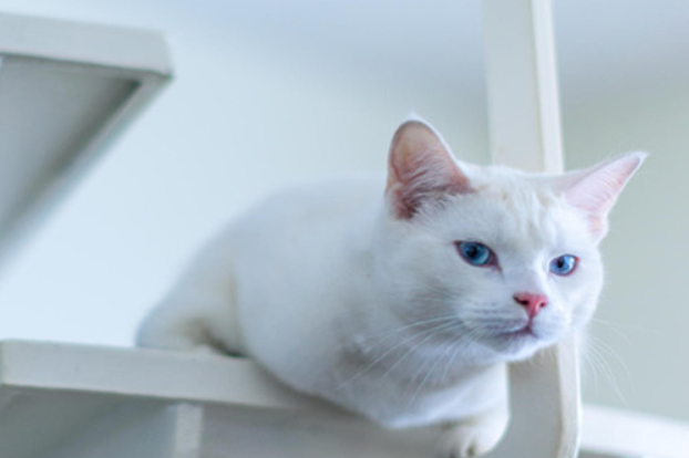 怎么给猫驱虫 怎么给猫驱虫