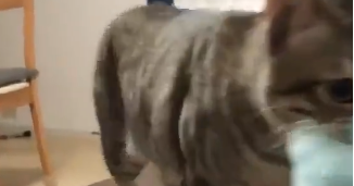 宠主吐槽称,家里的柴犬和猫咪,性格被调换了,网友:是猫太强 宠主吐槽称,家里的柴犬和猫咪,性格被调换了,网友:是猫太强