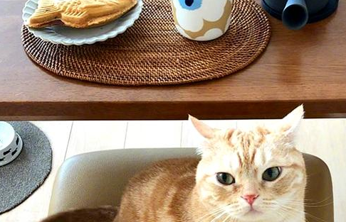 橘猫面对主人的美食诱惑，艰难选择后决定无视，无意中学会了拒食