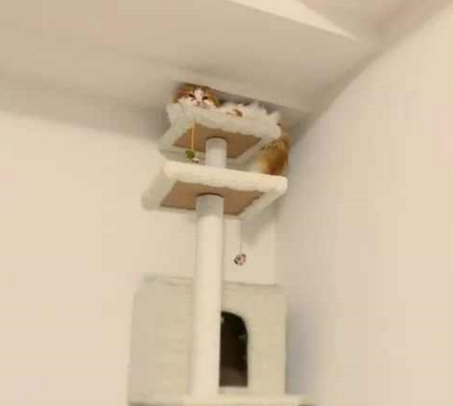 攒钱两个月好不容易买了猫爬架，可就是往家里一放，猫主子不干了