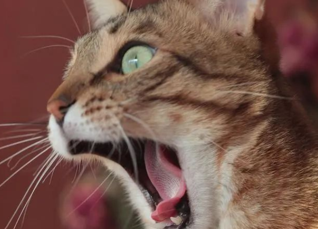 猫天天上午嚎叫怎么回事,究竟是天性还是什么?了解猫咪嚎叫原因 猫天天上午嚎叫怎么回事,究竟是天性还是什么?了解猫咪嚎叫原因