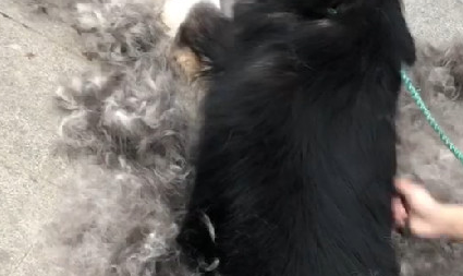 阿拉斯加狗狗掉毛，用梳子一梳，跟脱一件厚毛衣一样