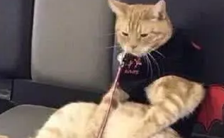 主人遛橘猫结果把猫弄丢了，半小时后警察打来电话：你家猫抑郁了