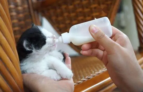 小猫喂羊奶粉第二天死了