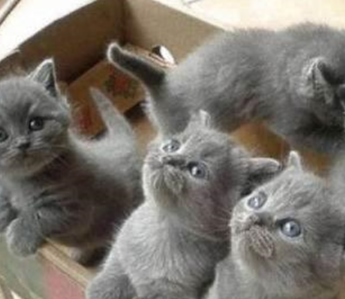 蓝猫离家半个月主动回家，还带回来一只橘猫，主人太开心了！