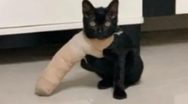 黑猫和二哈打架受伤,铲屎官带它去打石膏,归来后模样特别有趣 黑猫和二哈打架受伤,铲屎官带它去打石膏,归来后模样特别有趣
