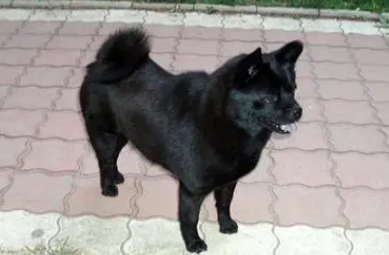 银狐犬有黑色的吗
