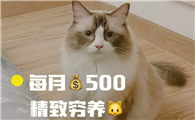 养猫过后变穷的文案