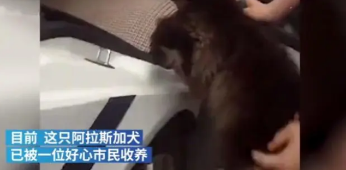 流浪阿拉斯加银行蹭空调不肯走,民警一句话乖乖上警车 流浪阿拉斯加银行蹭空调不肯走,民警一句话乖乖上警车