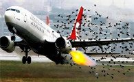 飞机撞鸟事件