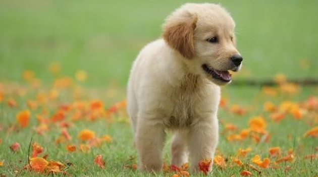 狗狗幼犬挑选秘籍：从眼神到尾巴的全方位指南