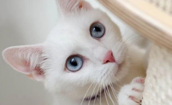 寒冬里宠物猫“离家出走”,警察及时帮忙 寒冬里宠物猫“离家出走”,警察及时帮忙