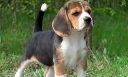 比格犬有几种 从外观去辨别品种 比格犬有几种 从外观去辨别品种