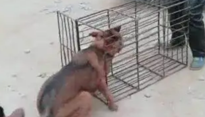 主人把狗卖给狗贩子，狗狗不肯进铁笼，被主人一脚踹进