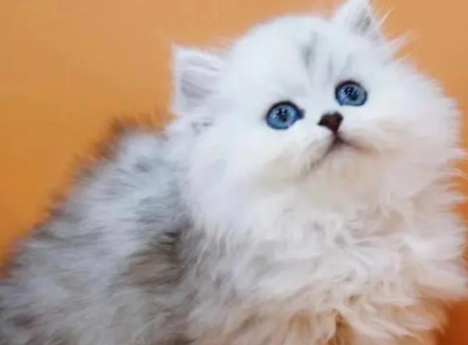 金吉拉猫成年多少斤