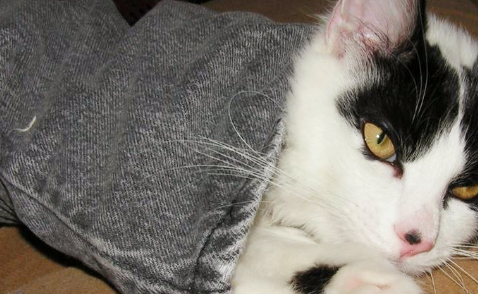 猫咪拿窗帘做爬架，宠主：猫爪炖汤很不错