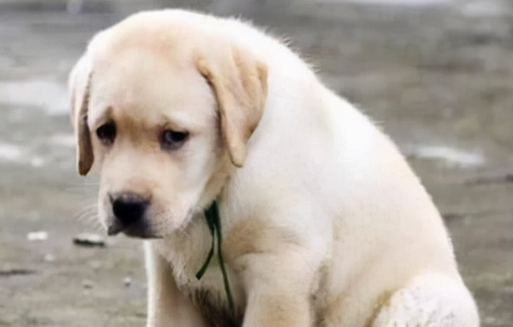 幼犬挨打后的心理 幼犬挨打后的心理