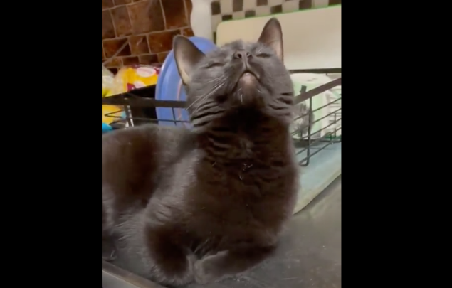 猫咪对洗碗机冒出的蒸气上瘾,每次都要蹲守在旁,等做面部SPA 猫咪对洗碗机冒出的蒸气上瘾,每次都要蹲守在旁,等做面部SPA