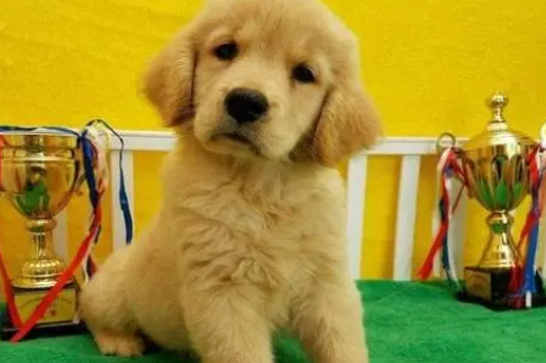 幼犬怎么看聪明不聪明 幼犬怎么看聪明不聪明