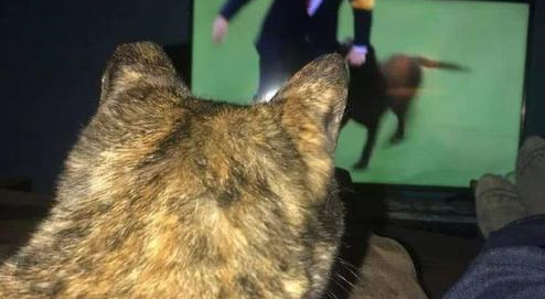 流浪猫成消防局保安后被投诉,猫咪主动辞职后,幸运被消防员收养 流浪猫成消防局保安后被投诉,猫咪主动辞职后,幸运被消防员收养