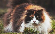 身价最贵的猫的品种大盘点，最后一只身价超过奔驰。
