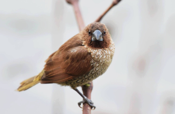 斑文鸟怎么分公母图片