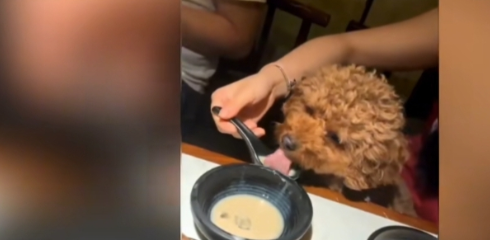 狗不仅可以进入饭店,还可以用餐具“就餐”,老板:狗主人太爱狗了 狗不仅可以进入饭店,还可以用餐具“就餐”,老板:狗主人太爱狗了