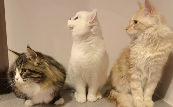 养三只猫有什么迷信 养三只猫有什么迷信