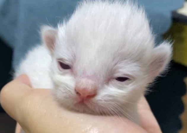 小猫睁眼需要多少天 小猫睁眼需要多少天