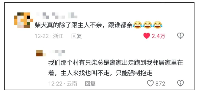 爆笑!小哥晒邻居帅哥的柴犬,结果评论区都在嗑CP:球球你俩谈吧,演的也行! 爆笑!小哥晒邻居帅哥的柴犬,结果评论区都在嗑CP:球球你俩谈吧,演的也行!