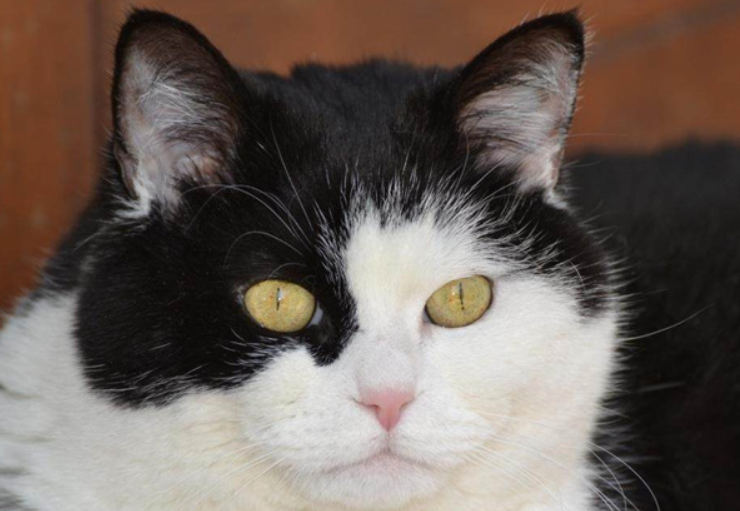阴阳脸猫有什么讲究吗 阴阳脸猫有什么讲究吗