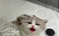 小猫什么时候能洗澡