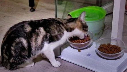 一晚上不给猫吃会饿坏吗