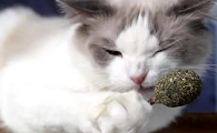 幼猫可以用猫薄荷吗